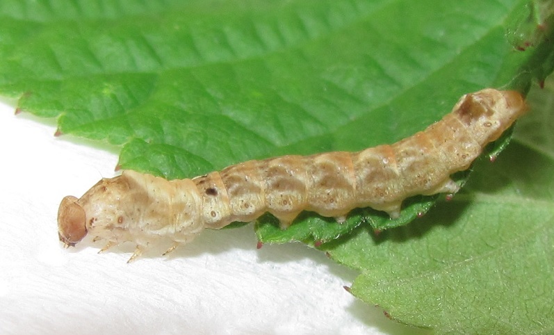 Bruco da ID (1) - Thyatira batis , Drepanidae